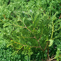 Thuja occidentalis 'Nigra' Live Plant – Dark Green Evergreen Arborvitae Quart Pot, Privacy Screen, Hedge, Landscape Tree