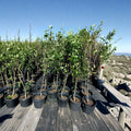 Shinko Asian Pear Tree – Pyrus pyrifolia Live Fruit Tree, 4–6 Feet, Crisp Sweet Pears, Backyard Orchard, Pollination Required
