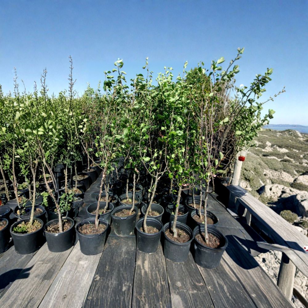 Shinko Asian Pear Tree – Pyrus pyrifolia Live Fruit Tree, 4–6 Feet, Crisp Sweet Pears, Backyard Orchard, Pollination Required