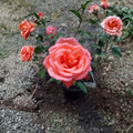 Tropicana Hybrid Tea Rose Plant – 5 Gallon Live Bush with Bright Orange Fragrant Blooms, Garden Rose, Rosa hybrida