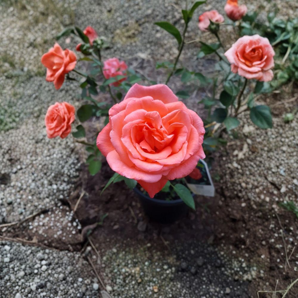 Tropicana Hybrid Tea Rose Plant – 5 Gallon Live Bush with Bright Orange Fragrant Blooms, Garden Rose, Rosa hybrida