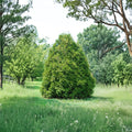 Elegant Arborvitae Live Plant Quart Pot | Thuja occidentalis 'Elegantissima' | Evergreen Privacy Tree with Golden-Tipped Foliage