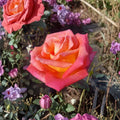 Hybrid Tea Rose Plant – 2 Gallon Scarlet Red & Yellow Blooms – Rosa 'Mikado' Garden Rose Bush for Landscape & Cut Flowers