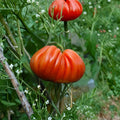 Organic Cuor di Bue di Albenga Tomato Seeds – Heirloom Italian Beefsteak, Large Pleated Fruits, Solanum lycopersicum, Container & Garden Plant