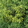 Early Gold Oriental Spruce Live Conifer | 10 Inch Picea orientalis Golden Evergreen Plant