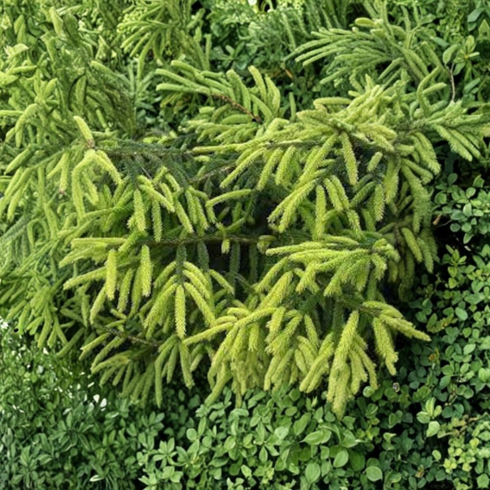 Early Gold Oriental Spruce Live Conifer | 10 Inch Picea orientalis Golden Evergreen Plant