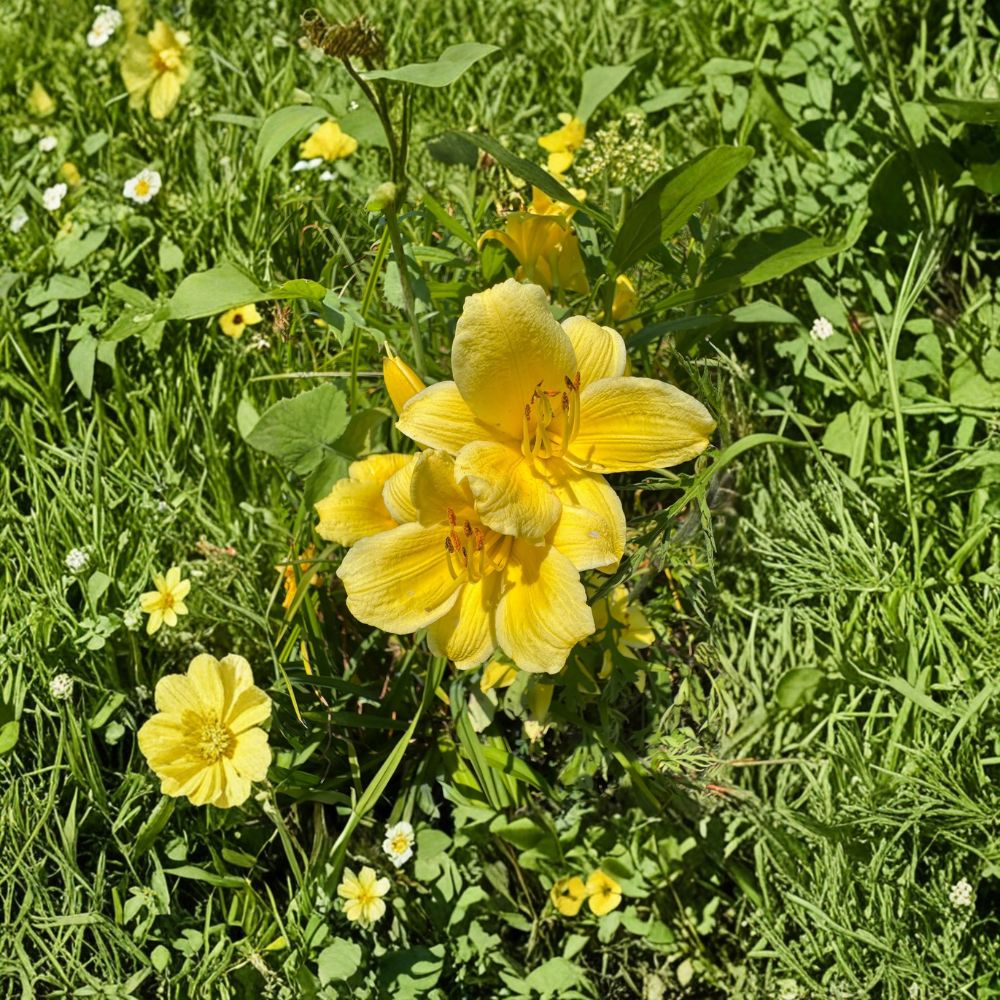Hemerocallis Raindrop Daylily Bare Root Plants – Hardy Perennial Flower, Pollinator Friendly, Zone 3-9