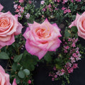 Hybrid Tea Rose Live Plant 1 Gallon Cream Pink Fragrant Everblooming Garden Rose Rosa