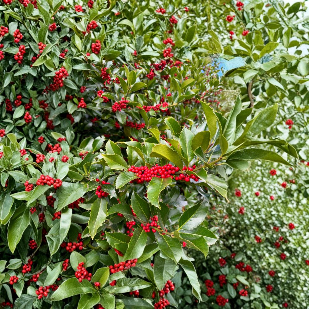 Live Holly Tree 1 Gallon Pot Ilex x koehneana Wirt L. Winn Koehne Red Berries Privacy Shrub
