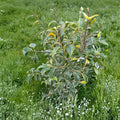 Ilex pedunculosa 'Frosty Morn' Variegated Holly Live Plant – 2 Gallon Pot, Creamy White Foliage, Red Berries, Evergreen Shrub