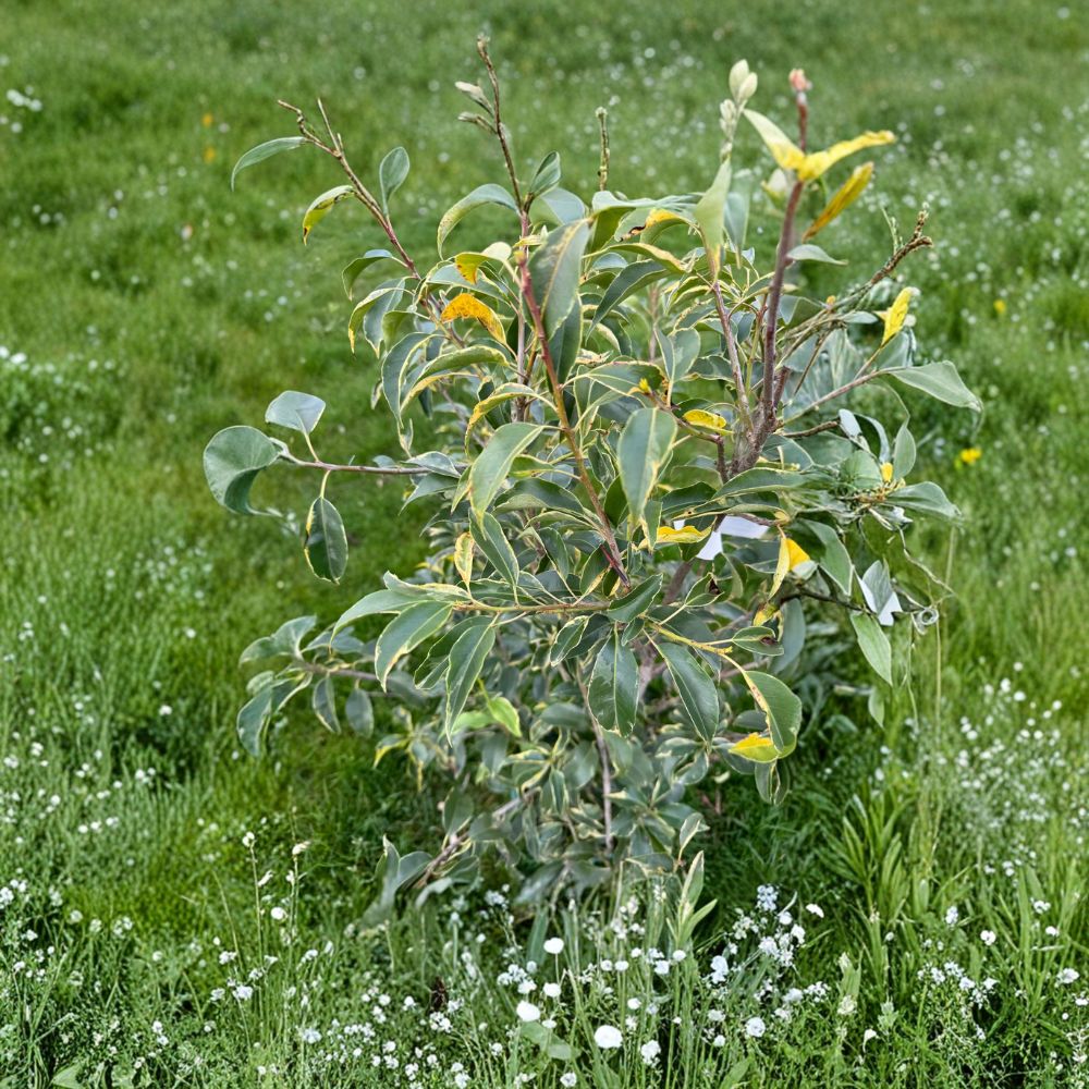 Ilex pedunculosa 'Frosty Morn' Variegated Holly Live Plant – 2 Gallon Pot, Creamy White Foliage, Red Berries, Evergreen Shrub