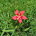 Texas Star Hibiscus Live Plant 2 Gallon, Vibrant Red Flowers, Hibiscus coccineus, Pollinator & Garden Friendly
