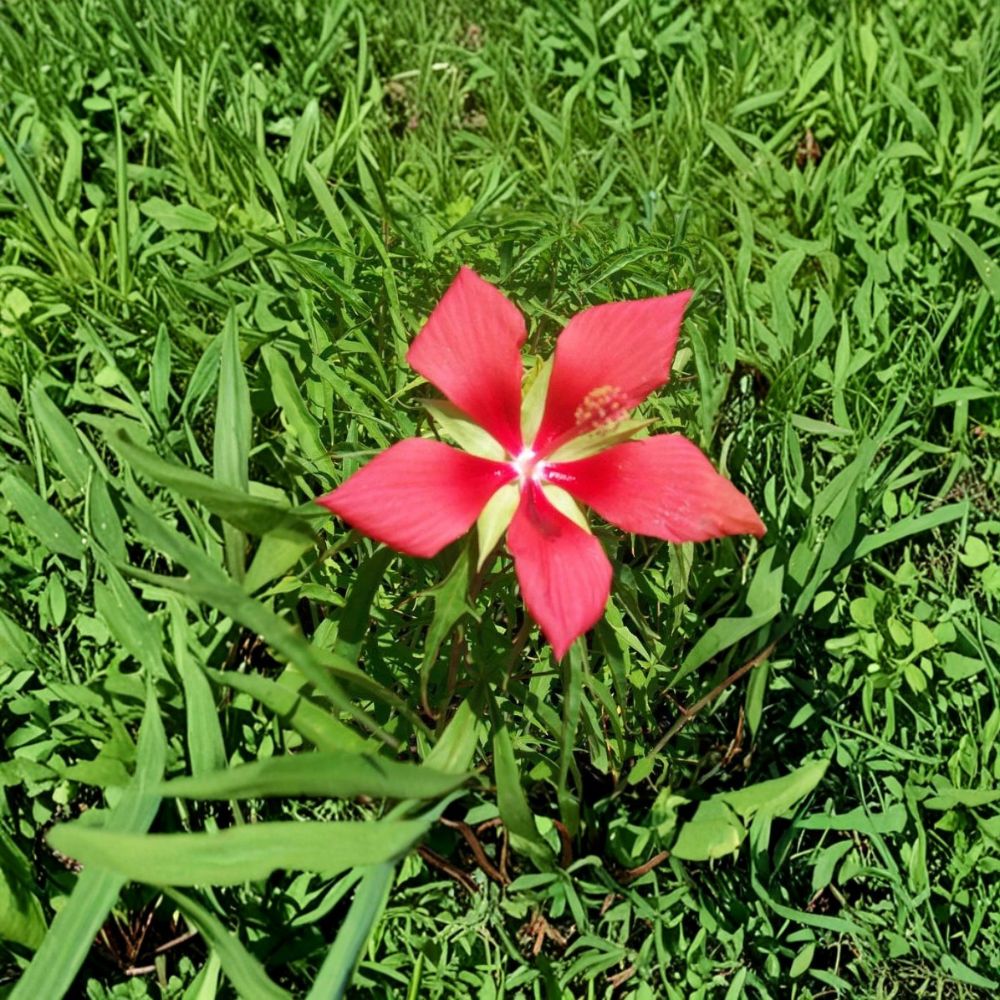 Texas Star Hibiscus Live Plant 2 Gallon, Vibrant Red Flowers, Hibiscus coccineus, Pollinator & Garden Friendly