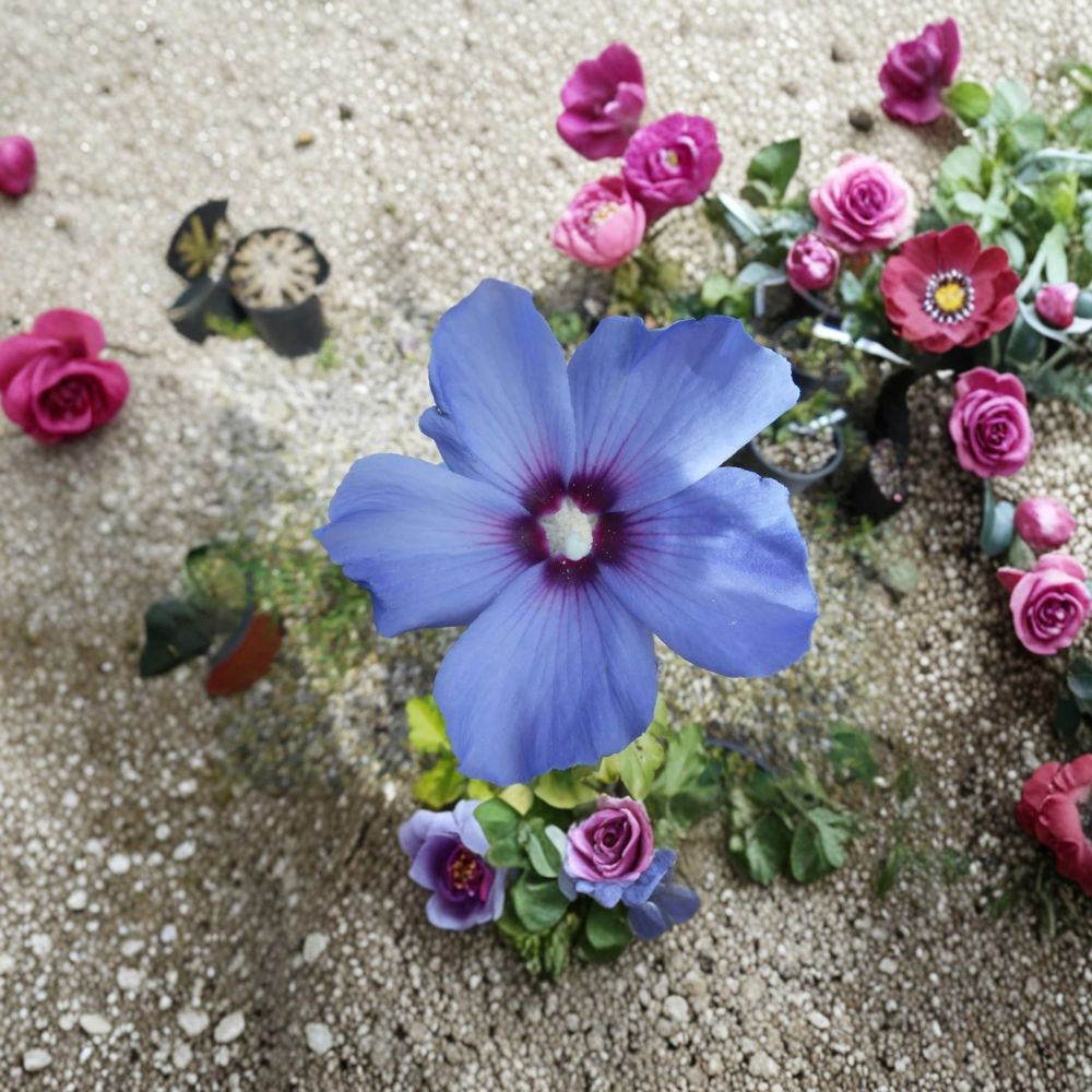 Bluebird Rose of Sharon Live Plant – Hibiscus syriacus, 2-Gallon Pot, Blue-Violet Summer Blooms, Hardy Flowering Shrub for Garden