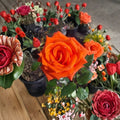 Live Rose Bush 3 Gallon Marina Rose Floribunda Salmon Orange Flowers Deciduous Shrub