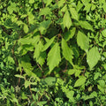 Acer cissifolium Ivy-Leafed Maple Live Plant | 4-Inch Pot | Ornamental Deciduous Tree with Trifoliate Leaves