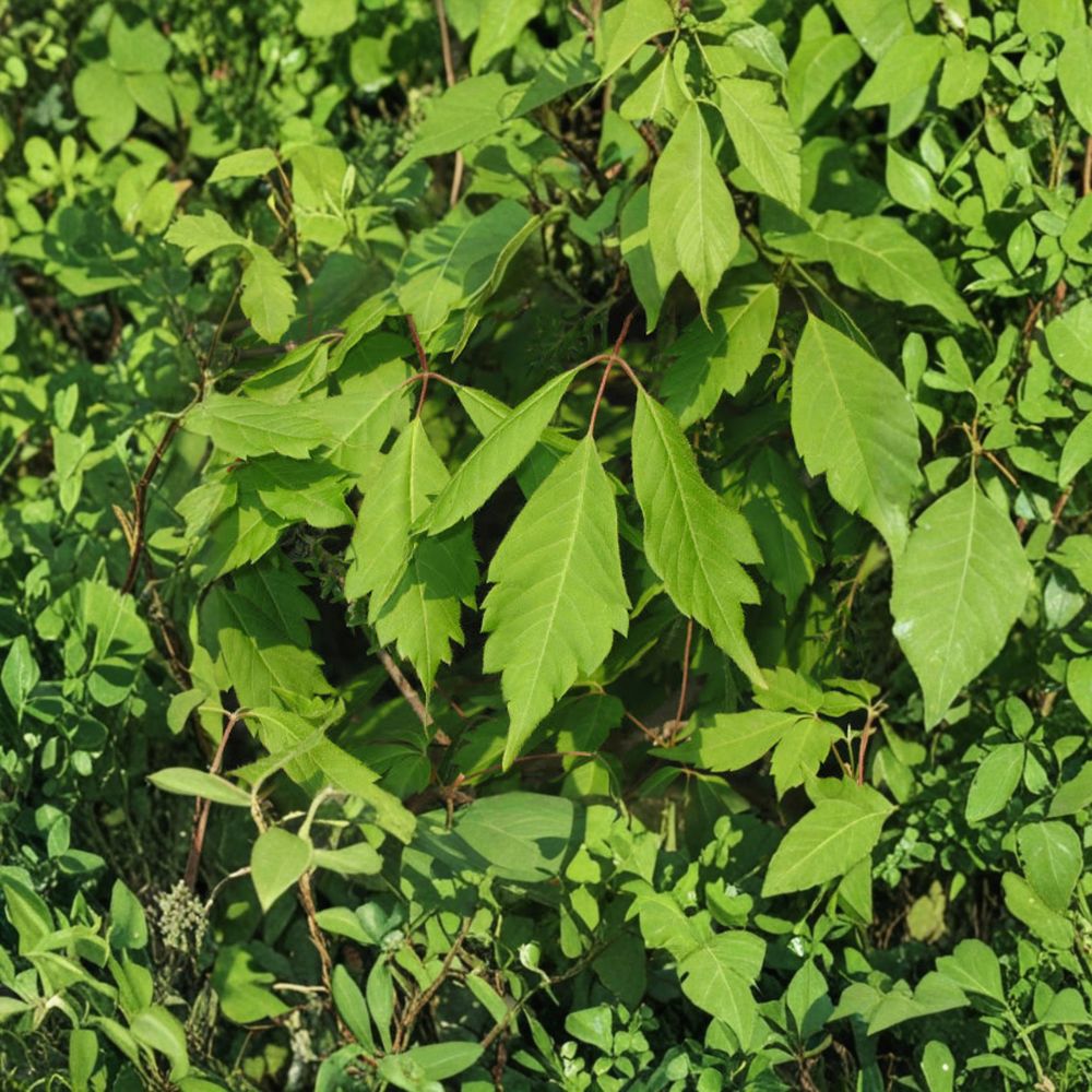 Acer cissifolium Ivy-Leafed Maple Live Plant | 4-Inch Pot | Ornamental Deciduous Tree with Trifoliate Leaves