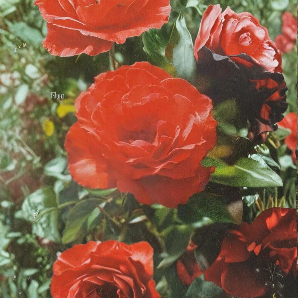 Impatiens Floribunda Rose Plant – Orange Red Live Bush Shrub 3 Gallon Rosa hybrid 'Impatient'