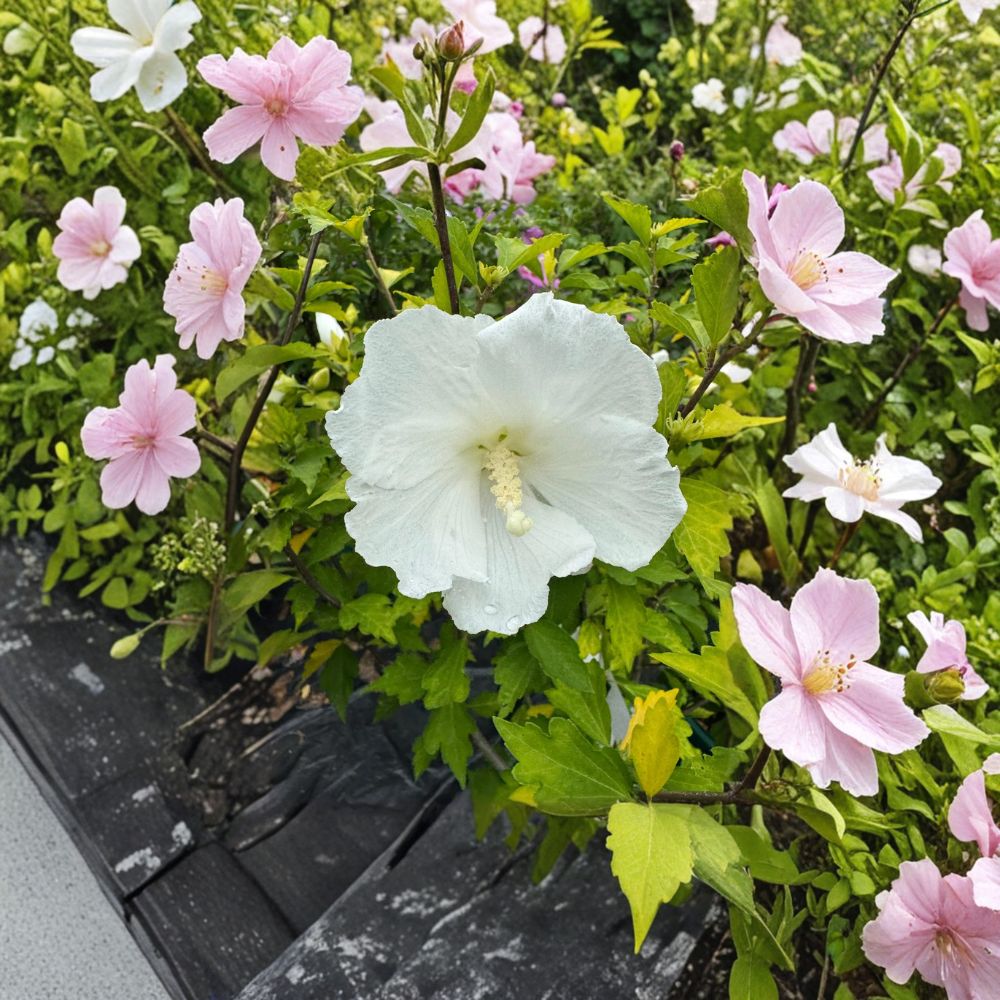 Diana Rose of Sharon Live Plant, 2-Gallon Hibiscus syriacus White Flowering Shrub, Summer Blooming Hardy Landscape Plant
