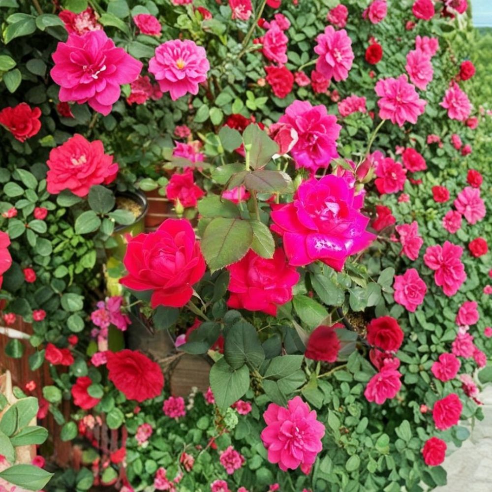 Double Knock Out® Red Rose Plant – 1 Gallon Disease-Resistant Bush with Continuous Red Blooms, Easy Care Landscape Rose