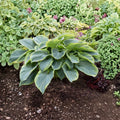 Giant Variegated Hosta 'Wu La La' Live Starter Plant | Blue-Green Foliage | Shade Garden Perennial