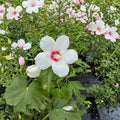 Lohengrin Rose of Sharon Live Plant – Lavender Pink Summer Blooms – Hibiscus paramutabilis x syriacus – 2 Gallon Pot