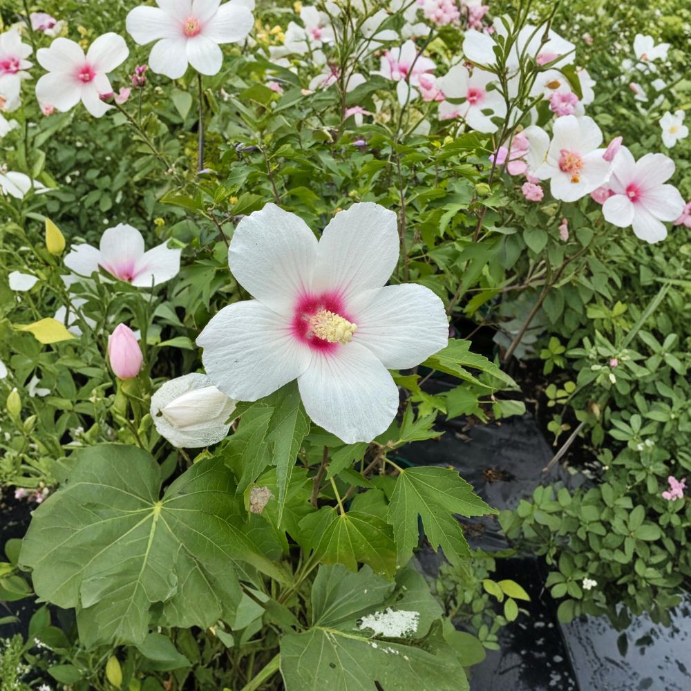 Lohengrin Rose of Sharon Live Plant – Lavender Pink Summer Blooms – Hibiscus paramutabilis x syriacus – 2 Gallon Pot