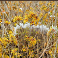 Witch Hazel Live Plant | 12-Inch Hamamelis virginiana 'Winter Champagne' | Fragrant Winter Blooming Shrub for Garden & Landscape