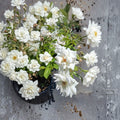 Iceberg Floribunda Rose – White Live Bush Plant, 3 Gallon, Everblooming, Rosa hybrid 'Iceberg' for Garden, Border, Cottage, Foundation