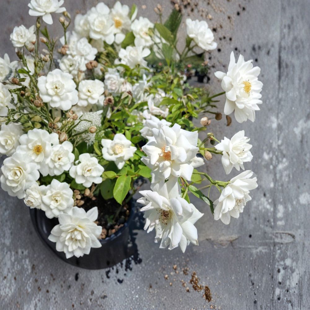 Iceberg Floribunda Rose – White Live Bush Plant, 3 Gallon, Everblooming, Rosa hybrid 'Iceberg' for Garden, Border, Cottage, Foundation