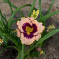 Daylily Bare Root Plants – Daring Deception Cream Pink with Purple Eye – Hemerocallis perennials, hardy garden flowers, USDA Zones 3-9