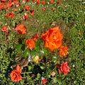 Marina Rose Floribunda Live Rose Bush 5 Gallon Salmon Orange Flowers Garden Landscape Everblooming