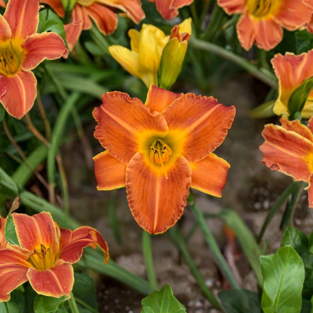 Daylily Bare Root Plants – Bright Sunset Orange Fragrant Perennial Hemerocallis 'Bright Sunset' (3 Pack)