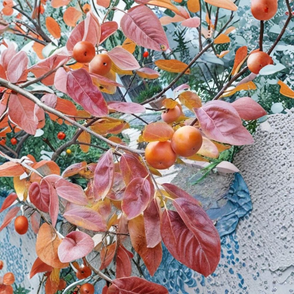 Fuyu Persimmon Tree – Live Fruit Tree 4–6 Feet Tall – Edible Orange Persimmons – Diospyros kaki for Backyard Orchard & Garden
