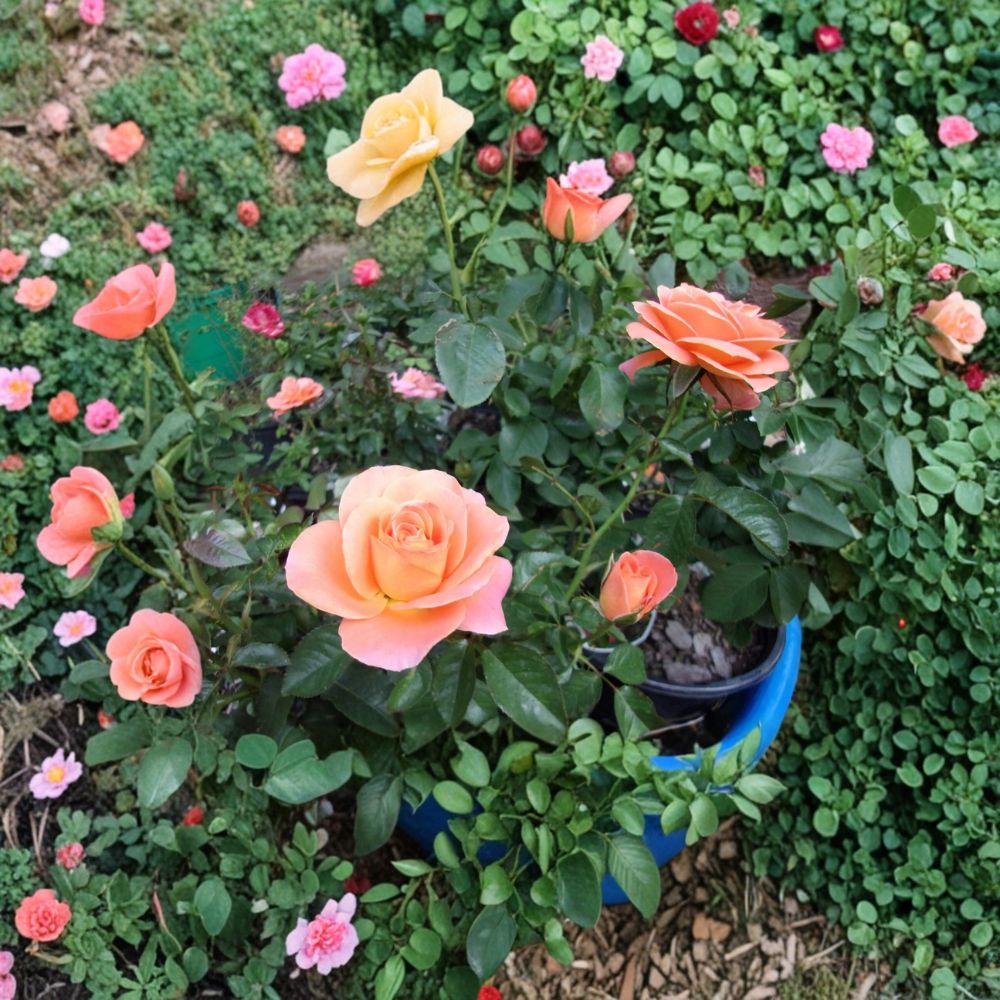 New Year Rose Live Plant - 2 Gallon Orange Blooms Rosa Grandiflora Garden & Landscape Friendly