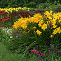Hemerocallis 'Buttered Popcorn' Daylily – 3 Bare Root Plants, Fragrant Butter Yellow Blooms, Reblooming Perennial, Hardy Garden Flower
