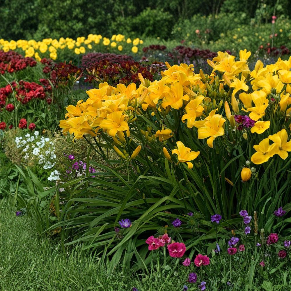 Hemerocallis 'Buttered Popcorn' Daylily – 3 Bare Root Plants, Fragrant Butter Yellow Blooms, Reblooming Perennial, Hardy Garden Flower