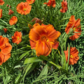 Hemerocallis 'Hot Wire' Daylily – 3 Bare Root Perennials for Garden Borders, Pollinator-Friendly, Easy to Grow