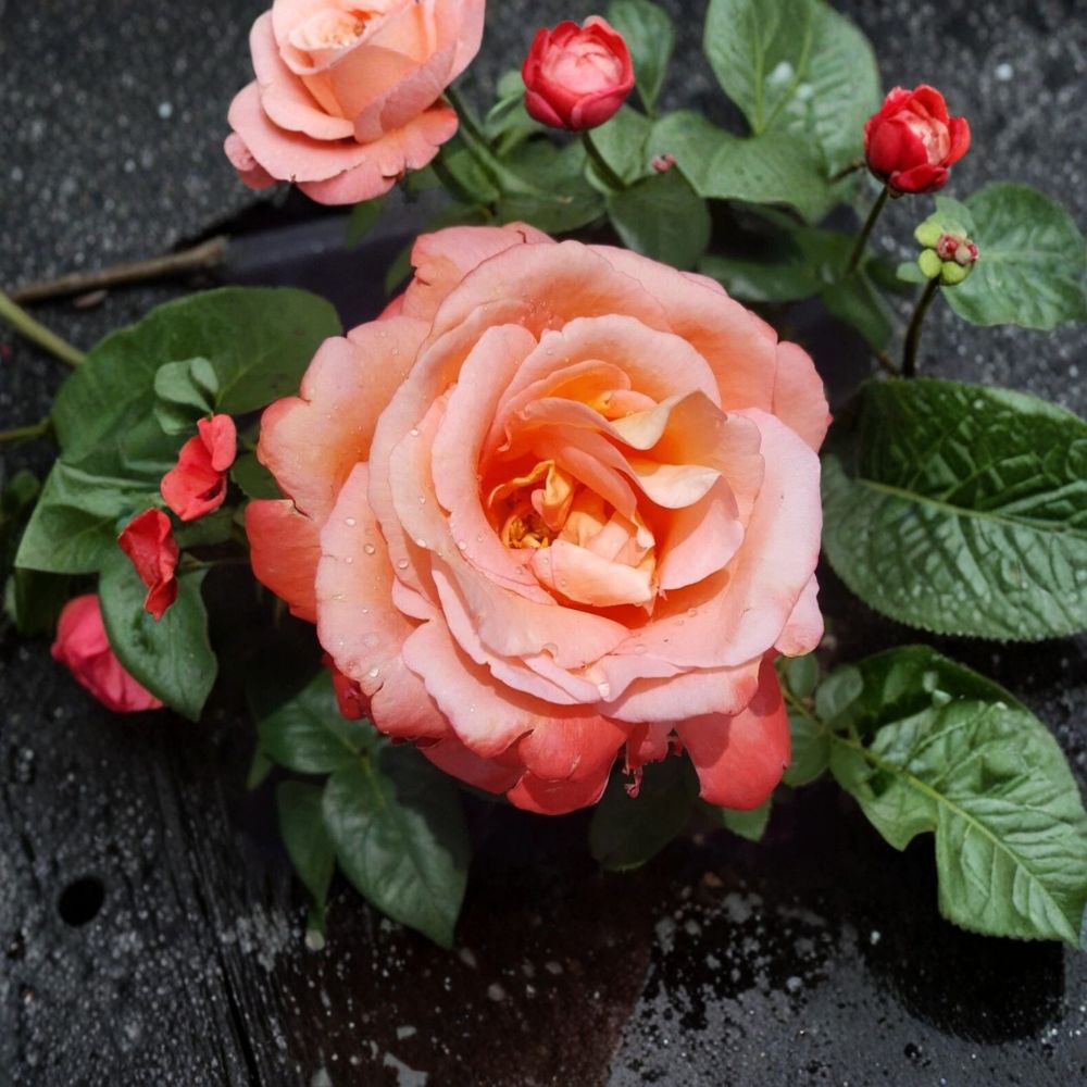 Voodoo Hybrid Tea Rose Live Plant – 5 Gallon Orange & Yellow Fragrant Rose Bush with Large Blooms & Repeat Flowering
