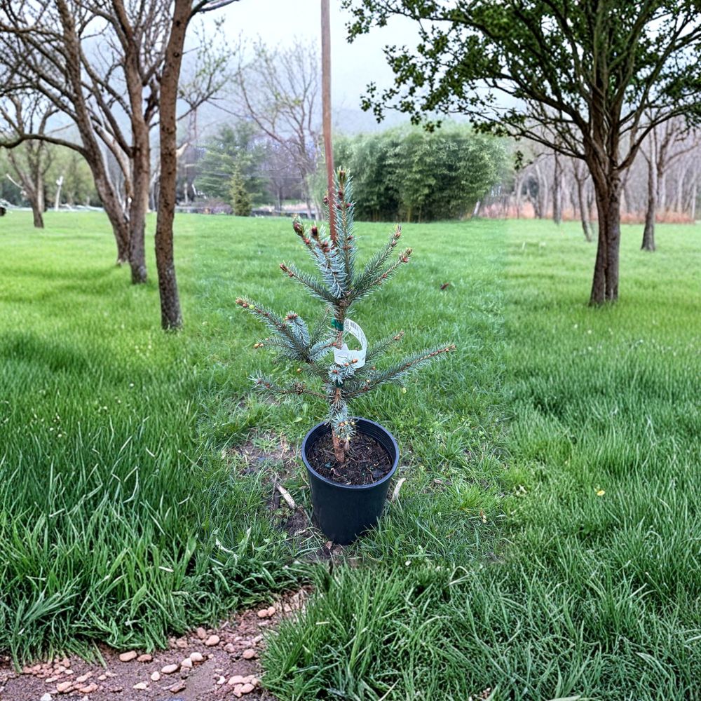 Bruns Serbian Spruce Live Columnar Evergreen Tree | 12-Inch Picea omorika 'Bruns' | Dwarf Conifer for Landscaping