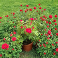 Red Drift Rose Groundcover Plant | 2-Gallon Rosa 'Red Drift' | Vibrant Red Blooms, Easy Care Shrub for Borders & Gardens