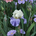 Bearded Iris Rhizomes – Stairway to Heaven Lavender Blue Fragrant Perennial Garden Plant, Iris germanica, 3 Pack
