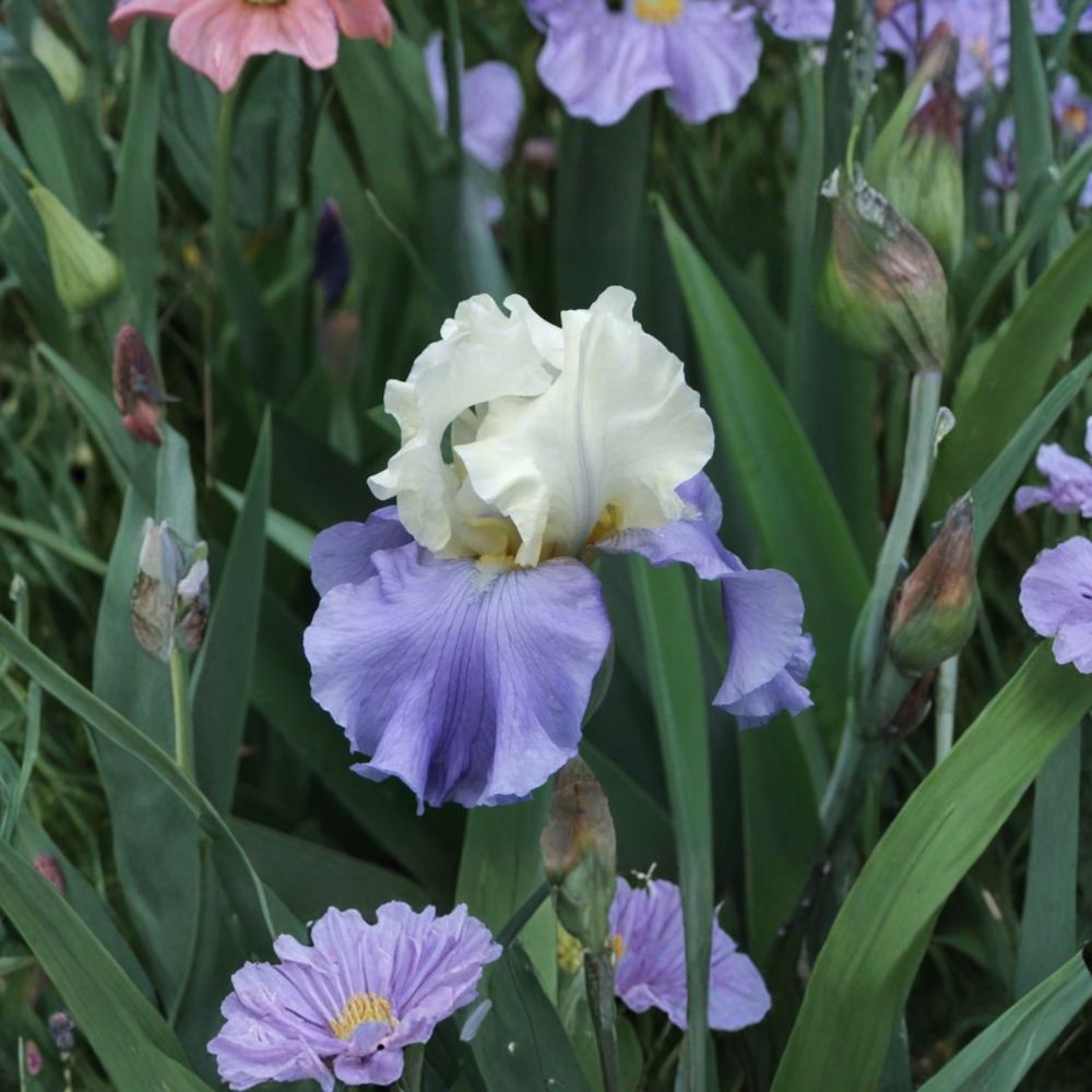 Bearded Iris Rhizomes – Stairway to Heaven Lavender Blue Fragrant Perennial Garden Plant, Iris germanica, 3 Pack