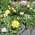 Julia Child Rose – Butter Gold Floribunda Live Bush Plant 1 Gallon, Award-Winning Rosa hybrid 'Julia Child'