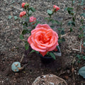 Tropicana Hybrid Tea Rose Live Plant, 2 Gallon, Vibrant Orange Fragrant Blooms, Rosa 'Tropicana' Garden & Landscape