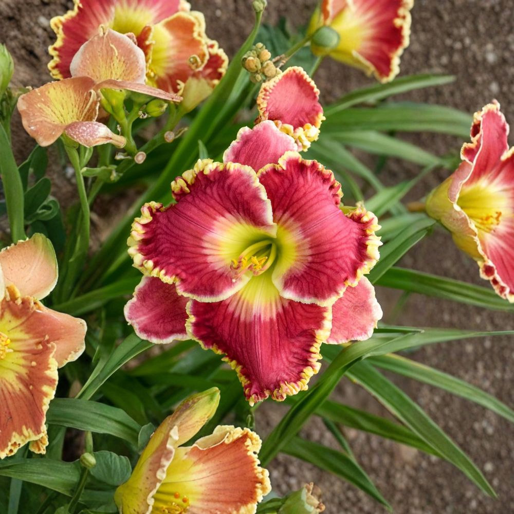 Hemerocallis 'Born to Run' Daylily – 3 Bare Root Plants, Rosy Red Ruffled Blooms, Hardy Perennial Flower, Summer Garden Plant