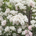 Lilac Live Plant 1-Gallon Betsy Ross Syringa x oblata Fragrant White Blooms Hardy Shrub for Garden