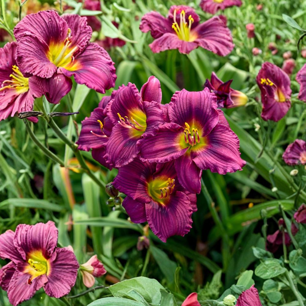 Hemerocallis Little Grapette Daylily Bare Root Plants – Miniature Purple Blooms, Hardy Perennial, Compact Garden Flower
