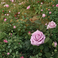 Blue Girl Hybrid Tea Rose – Mauve Lavender Live Bush Plant, 2 Gallon, Deciduous Flowering Shrub for Garden, Borders, Containers