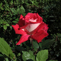 Love Rose – Rosa Grandiflora Live Plant, 2 Gallon, Ruby Red & White Fragrant Blooms, Garden & Landscape Shrub